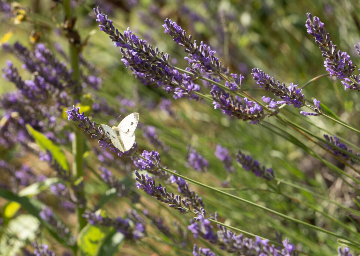 Adhérez au programme Refuges LPO